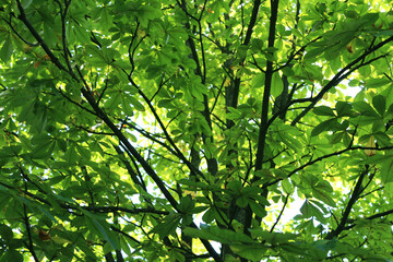 Fototapeta na wymiar green chestnut leaves background