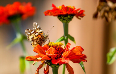 Butterfly on flower