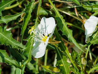 (Oenothera caespitosa) Gros plan sur une fleur blanche aux longues étamines jaunes d'onagre...
