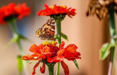 Butterfly on flower