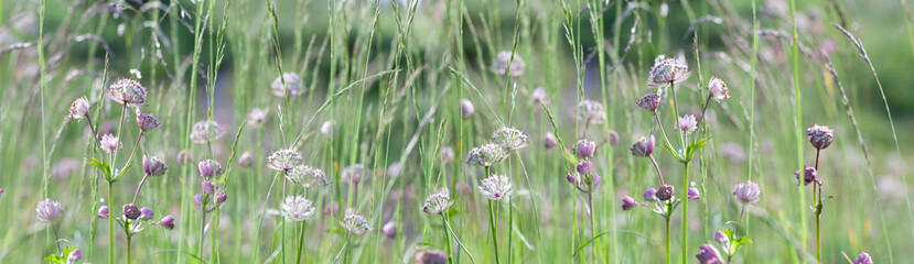 pink flowers in the grass