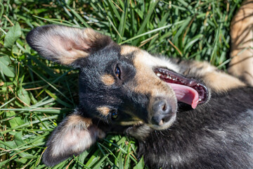 Portrait of a small funny dog lying on green grass on a summer sunny day. Puppy on the grass. View from above.