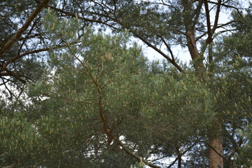 pine