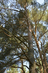 pine