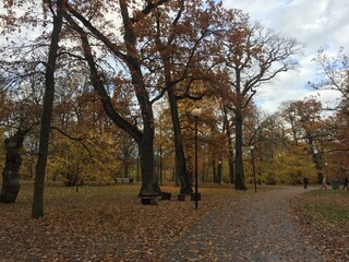 autumn in the park