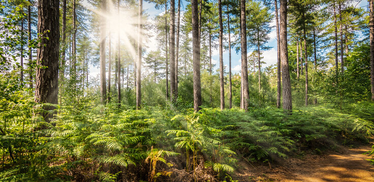 Beautiful forest in summer with bright sunlight shining through the trees.