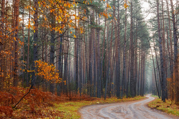 mystic autumnal forest with fog