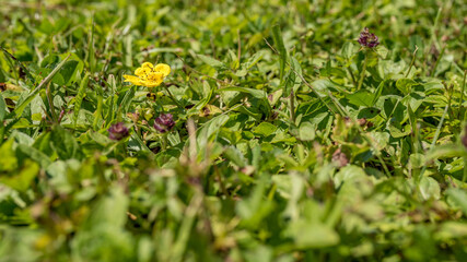 Fototapeta trawnik z dziko rosnącymi kwiatami obraz