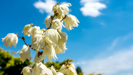 juka, białe kwiaty kwitnące w sierpniu na tle błękitnego nieba © Franciszek