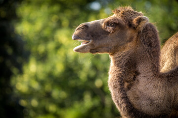 bipedal camel portrait in nature