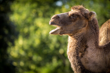 bipedal camel portrait in nature