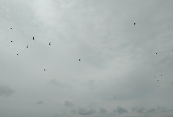 flock of birds flying high in blue sky background
