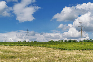 Summer landscape on fields with sunflowers pillars with electricity in the village of Bayrak
