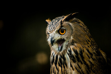 great eagle owl portrait in nature