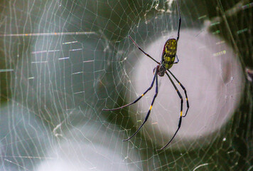 Spider and Spider web