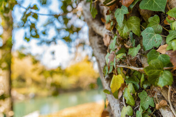 Close up tree covered with ivy in the forest with blurred background