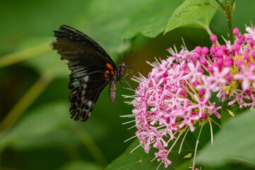 Un papillon noir et rouge se nourrit de nectar en battant des ailes autour d'une fleur rose.