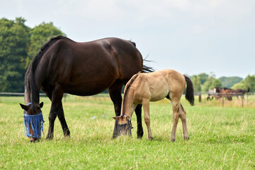 Obraz na płótnie Canvas A valk color foal and a brown mare in the field, wearing a fly mask, pasture, horse