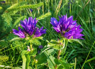 Campanula glomerata known as clustered bellflower or Dane's blood in the mountains of Romania.