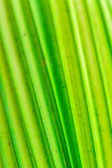 closeup view of palm leaves