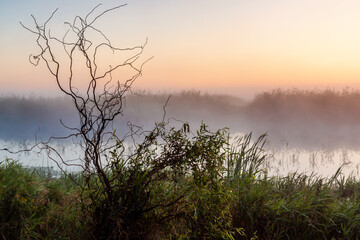 Obraz na płótnie Canvas Piękny poranek z mgłami w Dolinie Narwi. Rzeka Narew, Podlasie, Polska 