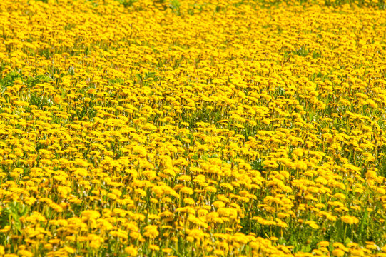 Big field of beautiful yellow dadelion flowers at daytime on the green meadow grass . A Sunny spring day . Concepts: nature, fresh, colorful, spring