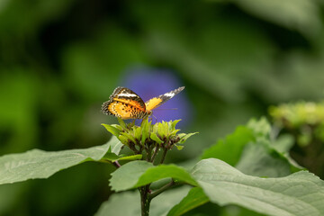 Un papillon se nourrit de nectar.
