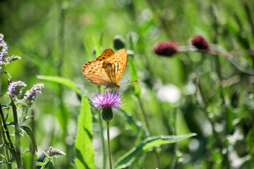 A beautiful orange butterfly has landed on a purple flower thistle in the field and is feeding