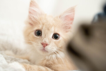 ノルウェージャンフォレストキャットの仔猫23