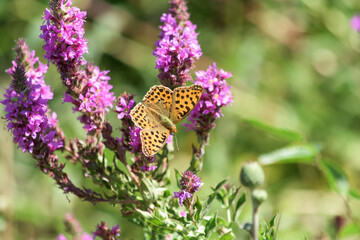 A beautiful orange butterfly has landed on a purple flower in the field and is feeding