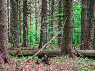 Forest scenery landscape in the Carpathian Mountains. in Romania.