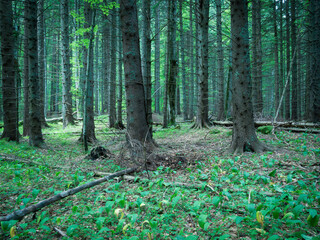 Forest scenery landscape in the Carpathian Mountains. in Romania.
