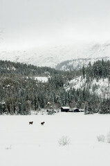 Moose on a frozen lake