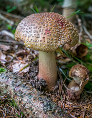 Agaric Fungi poisonous mushroom in the forest .