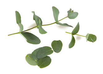 eucalyptus twig isolated on white background