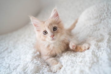 ノルウェージャンフォレストキャットの仔猫5