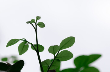 green leaves on white background