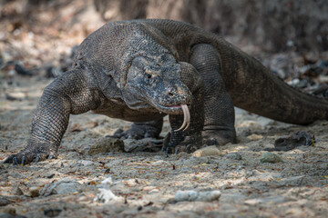 Komodo dragons seen on Komodo Island