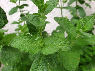 Minze Mentha im heimischen Garten