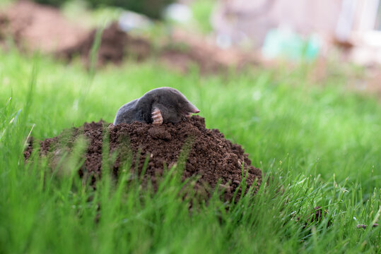A mole has emerged on the surface of the soil in a vegetable garden