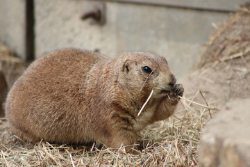 Prairie Dog