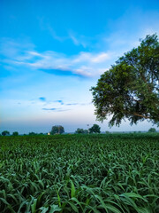 Millet plants field with bodhi tree on backdrop on blue sky
