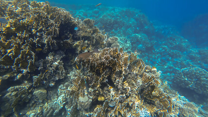 Plakat coral reef in the sea