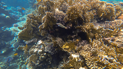 coral reef in the red sea
