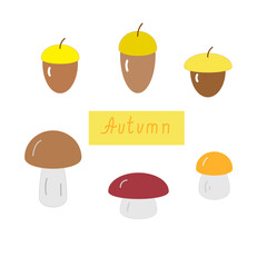 Acorns and mushrooms set, vector flat illustration