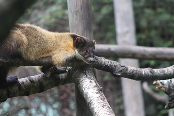 Mongoose