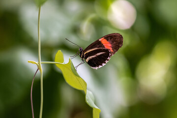 Un papillon noir et orange se repose sur une feuille.
