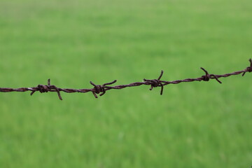 Barbed wire with green rice field as background