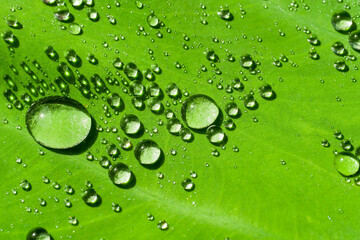 closeup of water drops on green leaf / select focus abstract and blur background
