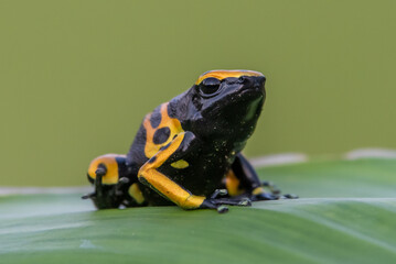 Yellow poison dart frog dendrobates leucomelas hiding in the undergrove. Beautiful tropical rain forest animal from the Amazon rainforest. A poisonous amphibian with black dots